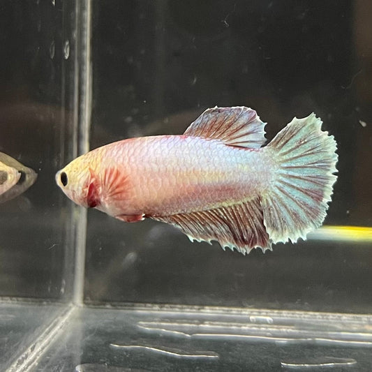 the-fish-farm Female Betta Female Betta - One Only - C Choose your own Female Betta at The Fish Farm Australia
