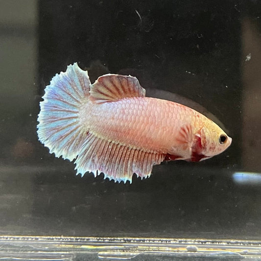 the-fish-farm Female Betta Female Betta - One Only - C Choose your own Female Betta at The Fish Farm Australia