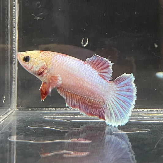 the-fish-farm Female Betta Female Betta - One Only - C Choose your own Female Betta at The Fish Farm Australia