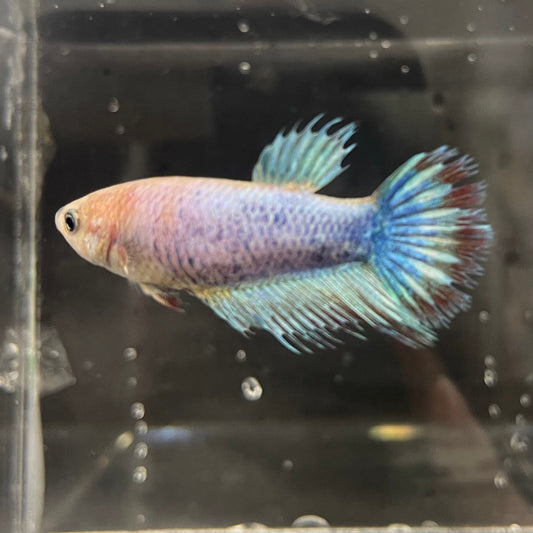the-fish-farm Female Betta Female Betta - One Only - C Choose your own Female Betta at The Fish Farm Australia