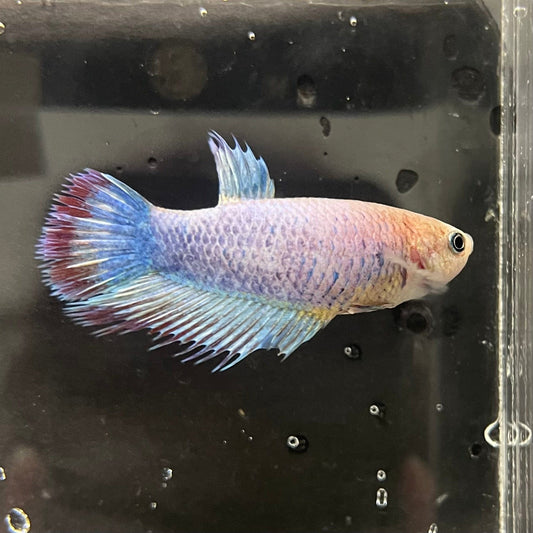 the-fish-farm Female Betta Female Betta - One Only - C Choose your own Female Betta at The Fish Farm Australia