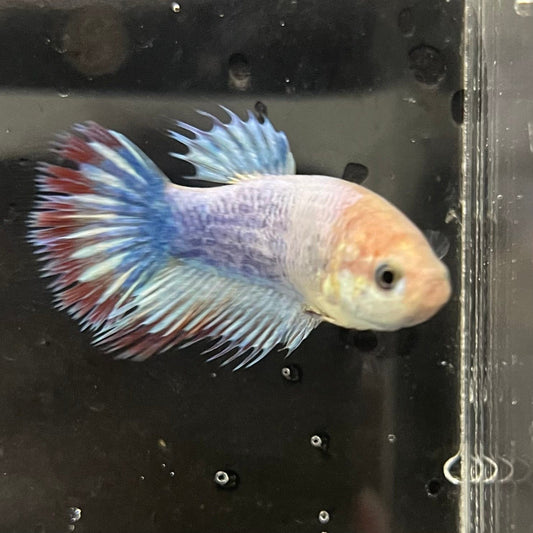 the-fish-farm Female Betta Female Betta - One Only - C Choose your own Female Betta at The Fish Farm Australia