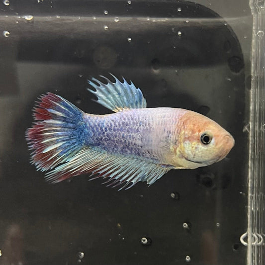 the-fish-farm Female Betta Female Betta - One Only - C Choose your own Female Betta at The Fish Farm Australia