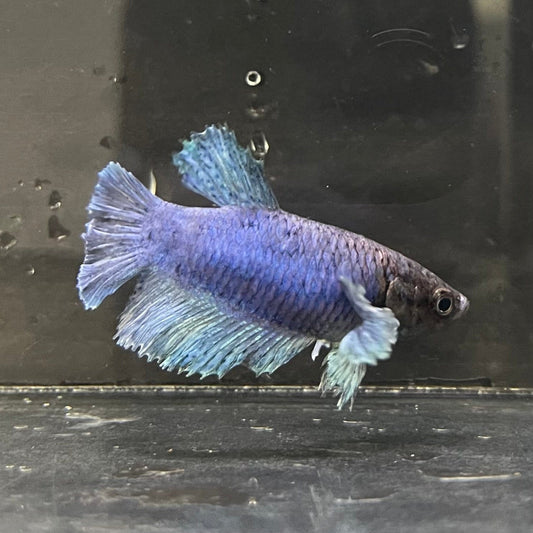 the-fish-farm Female Betta Female Betta - One Only - C Choose your own Female Betta at The Fish Farm Australia