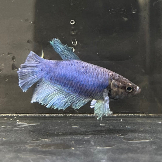 the-fish-farm Female Betta Female Betta - One Only - C Choose your own Female Betta at The Fish Farm Australia