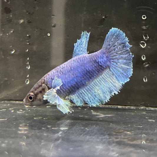 the-fish-farm Female Betta Female Betta - One Only - C Choose your own Female Betta at The Fish Farm Australia