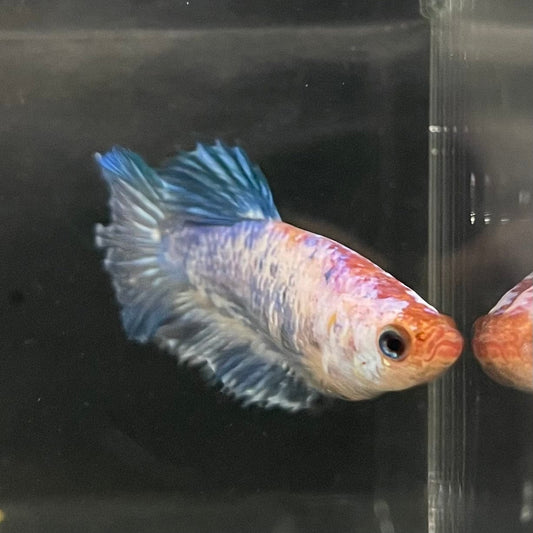 the-fish-farm Female Betta Female Betta - One Only - C Choose your own Female Betta at The Fish Farm Australia