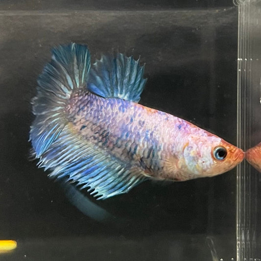 the-fish-farm Female Betta Female Betta - One Only - C Choose your own Female Betta at The Fish Farm Australia