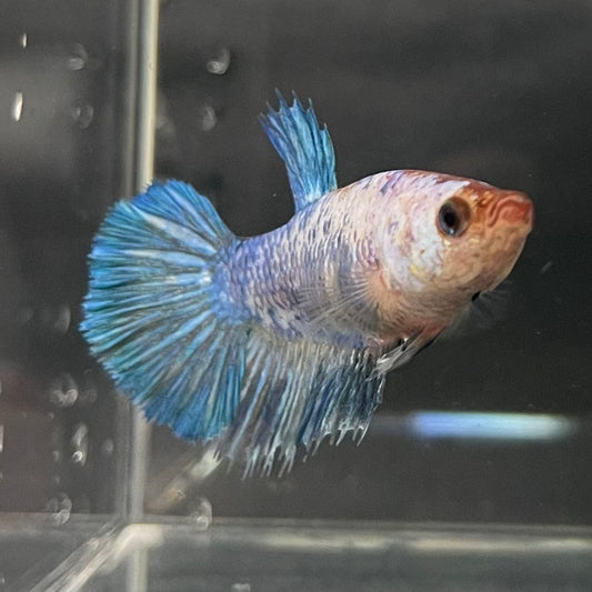 the-fish-farm Female Betta Female Betta - One Only - C Choose your own Female Betta at The Fish Farm Australia