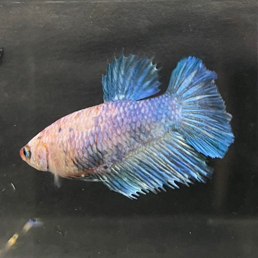 the-fish-farm Female Betta Female Betta - One Only - C Choose your own Female Betta at The Fish Farm Australia