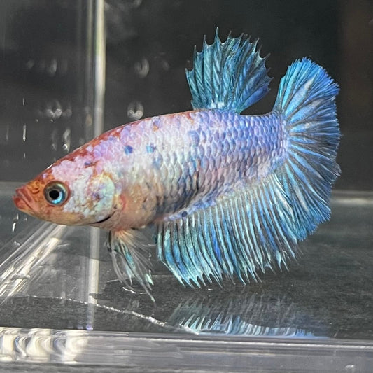 the-fish-farm Female Betta Female Betta - One Only - C Choose your own Female Betta at The Fish Farm Australia