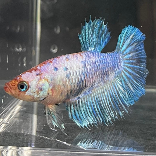 the-fish-farm Female Betta Female Betta - One Only - C Choose your own Female Betta at The Fish Farm Australia