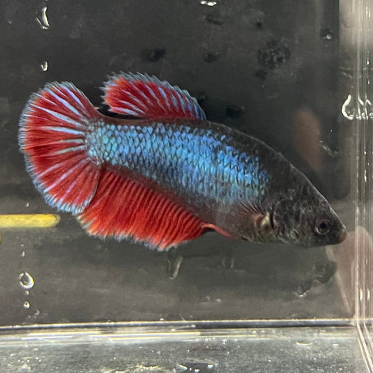 the-fish-farm Female Betta Female Betta - One Only - C Choose your own Female Betta at The Fish Farm Australia