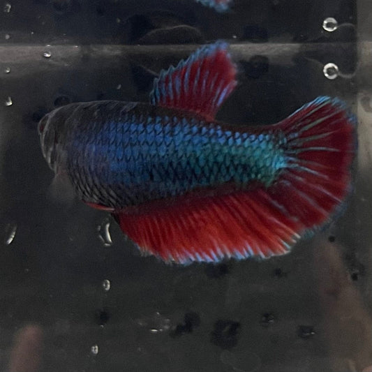 the-fish-farm Female Betta Female Betta - One Only - C Choose your own Female Betta at The Fish Farm Australia