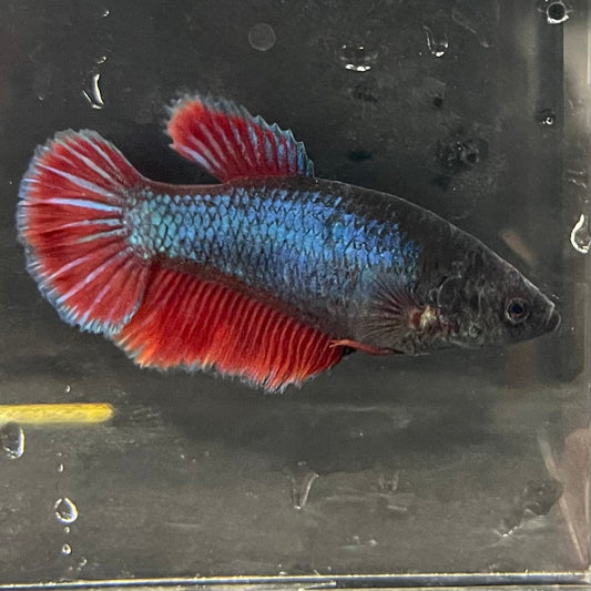 the-fish-farm Female Betta Female Betta - One Only - C Choose your own Female Betta at The Fish Farm Australia