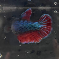 the-fish-farm Female Betta Female Betta - One Only - C Choose your own Female Betta at The Fish Farm Australia