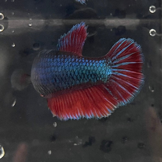 the-fish-farm Female Betta Female Betta - One Only - C Choose your own Female Betta at The Fish Farm Australia