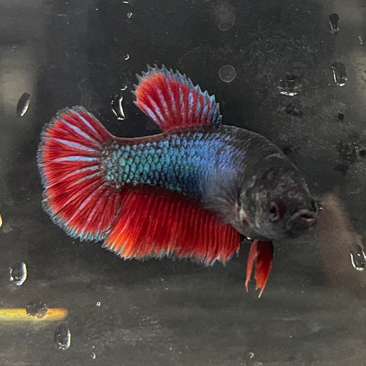 the-fish-farm Female Betta Female Betta - One Only - C Choose your own Female Betta at The Fish Farm Australia