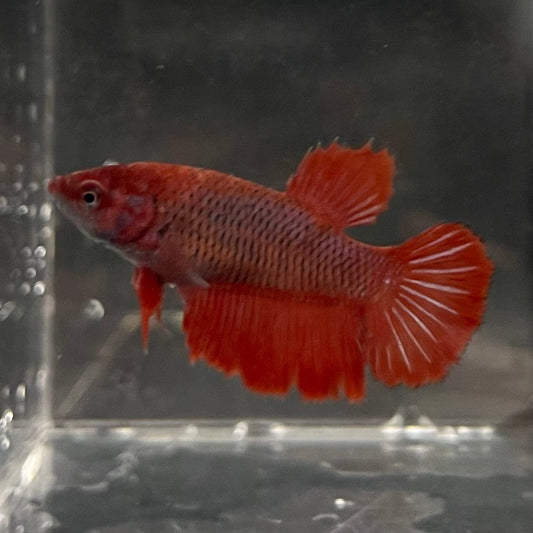 the-fish-farm Female Betta Female Betta - One Only - C Choose your own Female Betta at The Fish Farm Australia