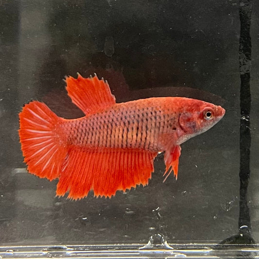 the-fish-farm Female Betta Female Betta - One Only - C Choose your own Female Betta at The Fish Farm Australia