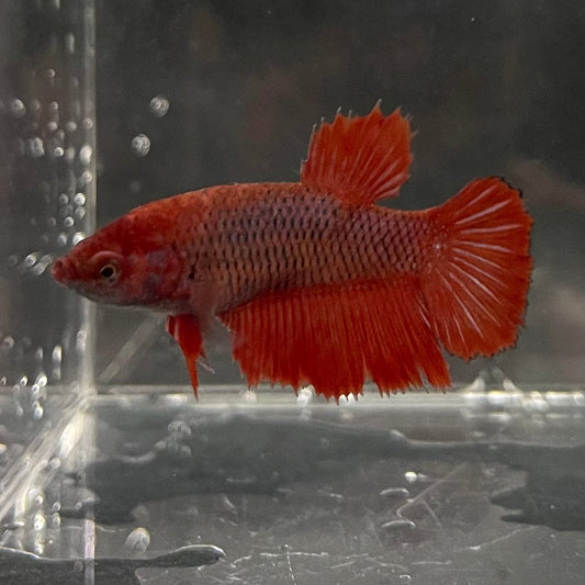 the-fish-farm Female Betta Female Betta - One Only - C Choose your own Female Betta at The Fish Farm Australia
