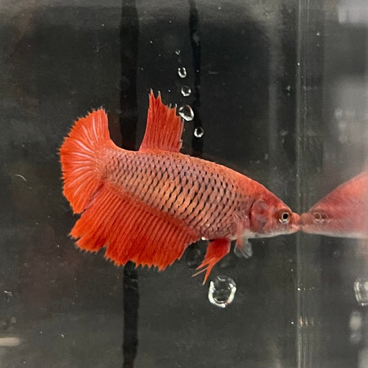 the-fish-farm Female Betta Female Betta - One Only - C Choose your own Female Betta at The Fish Farm Australia