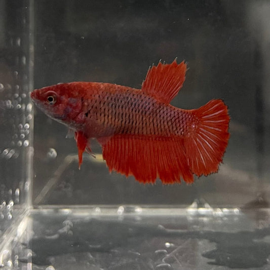the-fish-farm Female Betta Female Betta - One Only - C Choose your own Female Betta at The Fish Farm Australia