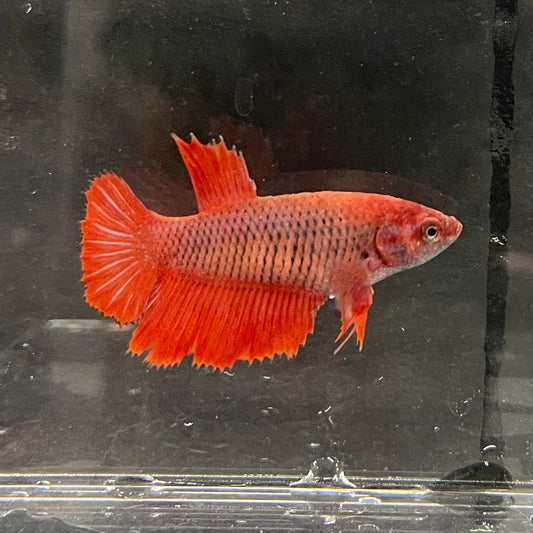 the-fish-farm Female Betta Female Betta - One Only - C Choose your own Female Betta at The Fish Farm Australia