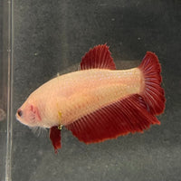 the-fish-farm Female Betta Female Betta - One Only - C Choose your own Female Betta at The Fish Farm Australia