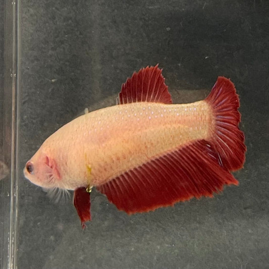 the-fish-farm Female Betta Female Betta - One Only - C Choose your own Female Betta at The Fish Farm Australia