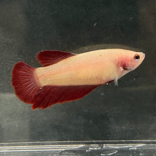 the-fish-farm Female Betta Female Betta - One Only - C Choose your own Female Betta at The Fish Farm Australia