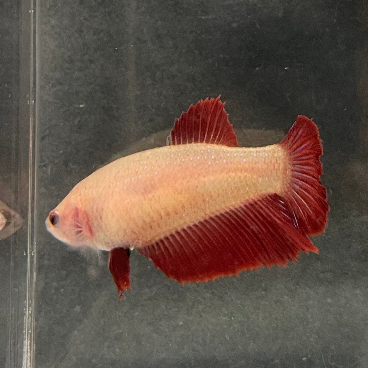 the-fish-farm Female Betta Female Betta - One Only - C Choose your own Female Betta at The Fish Farm Australia