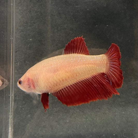 the-fish-farm Female Betta Female Betta - One Only - C Choose your own Female Betta at The Fish Farm Australia
