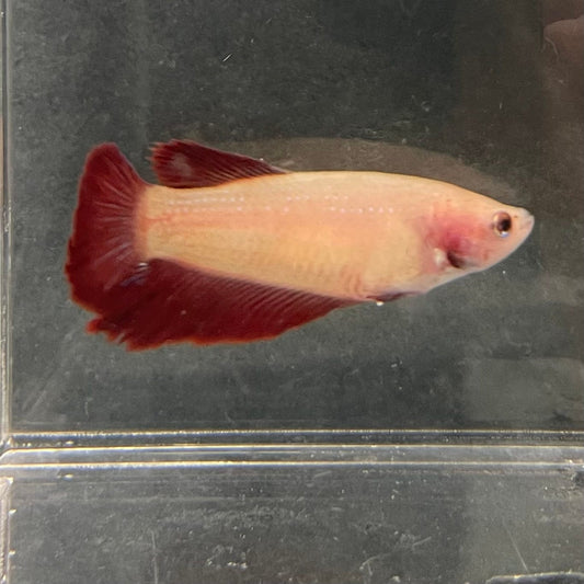 the-fish-farm Female Betta Female Betta - One Only - C Choose your own Female Betta at The Fish Farm Australia