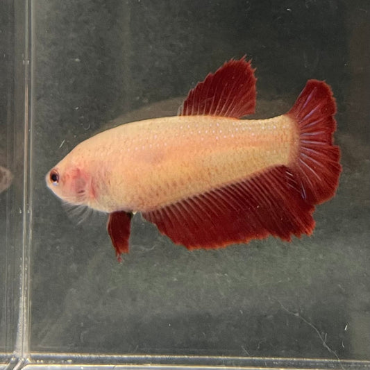 the-fish-farm Female Betta Female Betta - One Only - C Choose your own Female Betta at The Fish Farm Australia