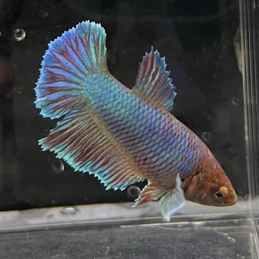 the-fish-farm Female Betta Female Betta - One Only - C Choose your own Female Betta at The Fish Farm Australia