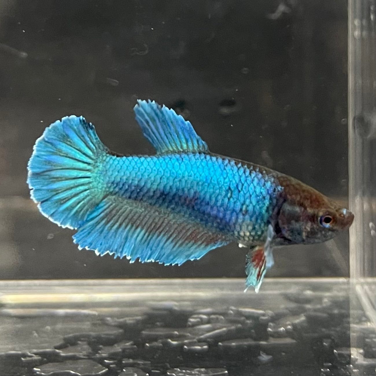 the-fish-farm Female Betta Female Betta - One Only - C Choose your own Female Betta at The Fish Farm Australia