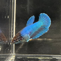 the-fish-farm Female Betta Female Betta - One Only - C Choose your own Female Betta at The Fish Farm Australia