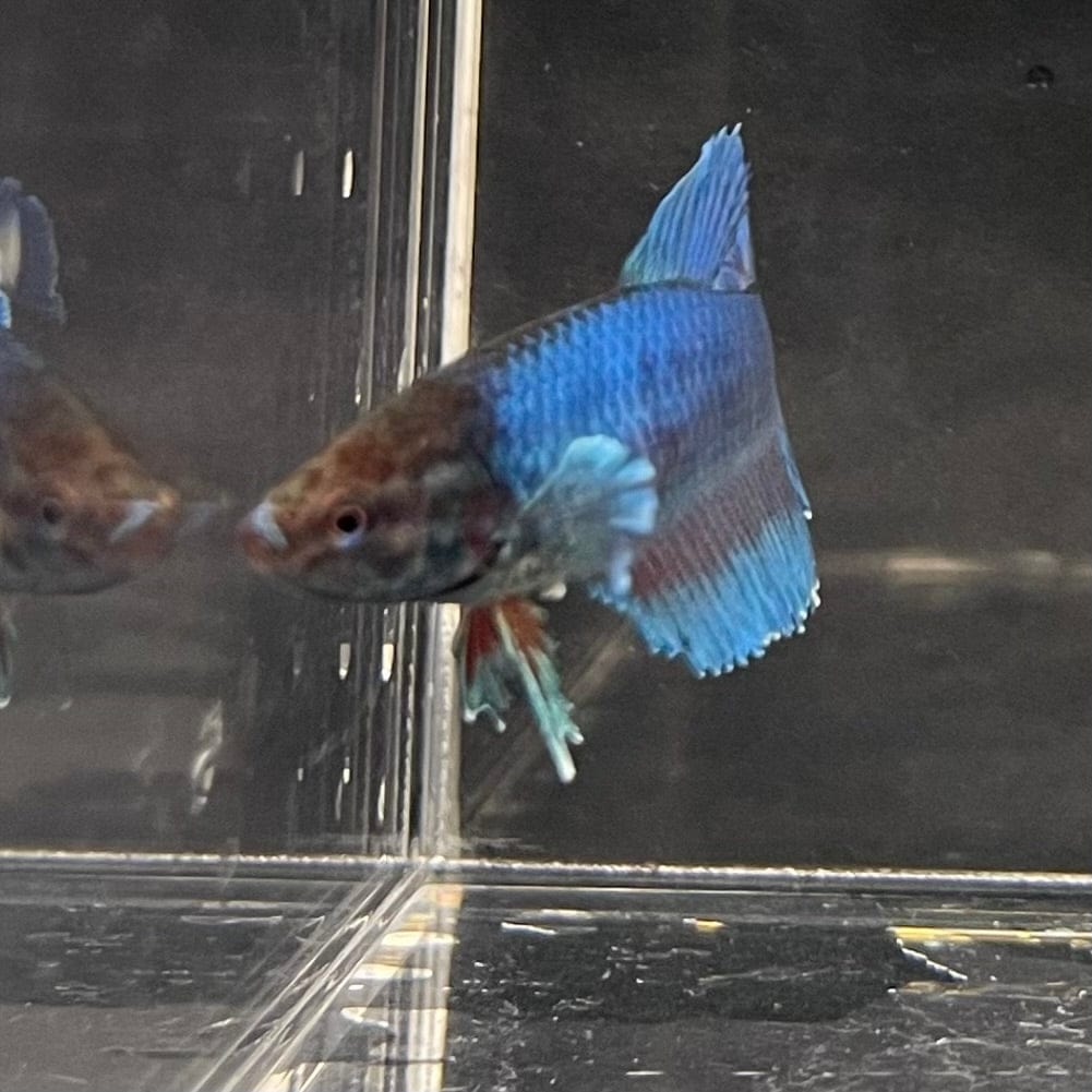 the-fish-farm Female Betta Female Betta - One Only - C Choose your own Female Betta at The Fish Farm Australia