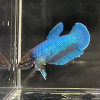 the-fish-farm Female Betta Female Betta - One Only - C Choose your own Female Betta at The Fish Farm Australia