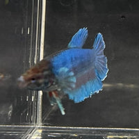 the-fish-farm Female Betta Female Betta - One Only - C Choose your own Female Betta at The Fish Farm Australia