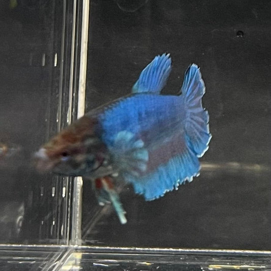 the-fish-farm Female Betta Female Betta - One Only - C Choose your own Female Betta at The Fish Farm Australia