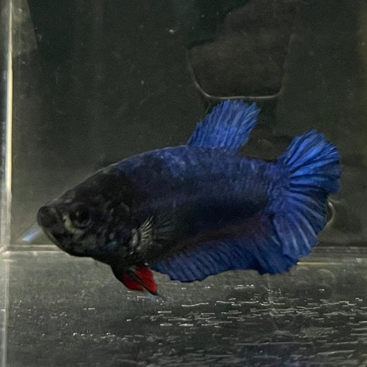 the-fish-farm Female Betta Female Betta - One Only - C Choose your own Female Betta at The Fish Farm Australia