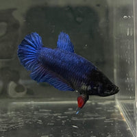 the-fish-farm Female Betta Female Betta - One Only - C Choose your own Female Betta at The Fish Farm Australia