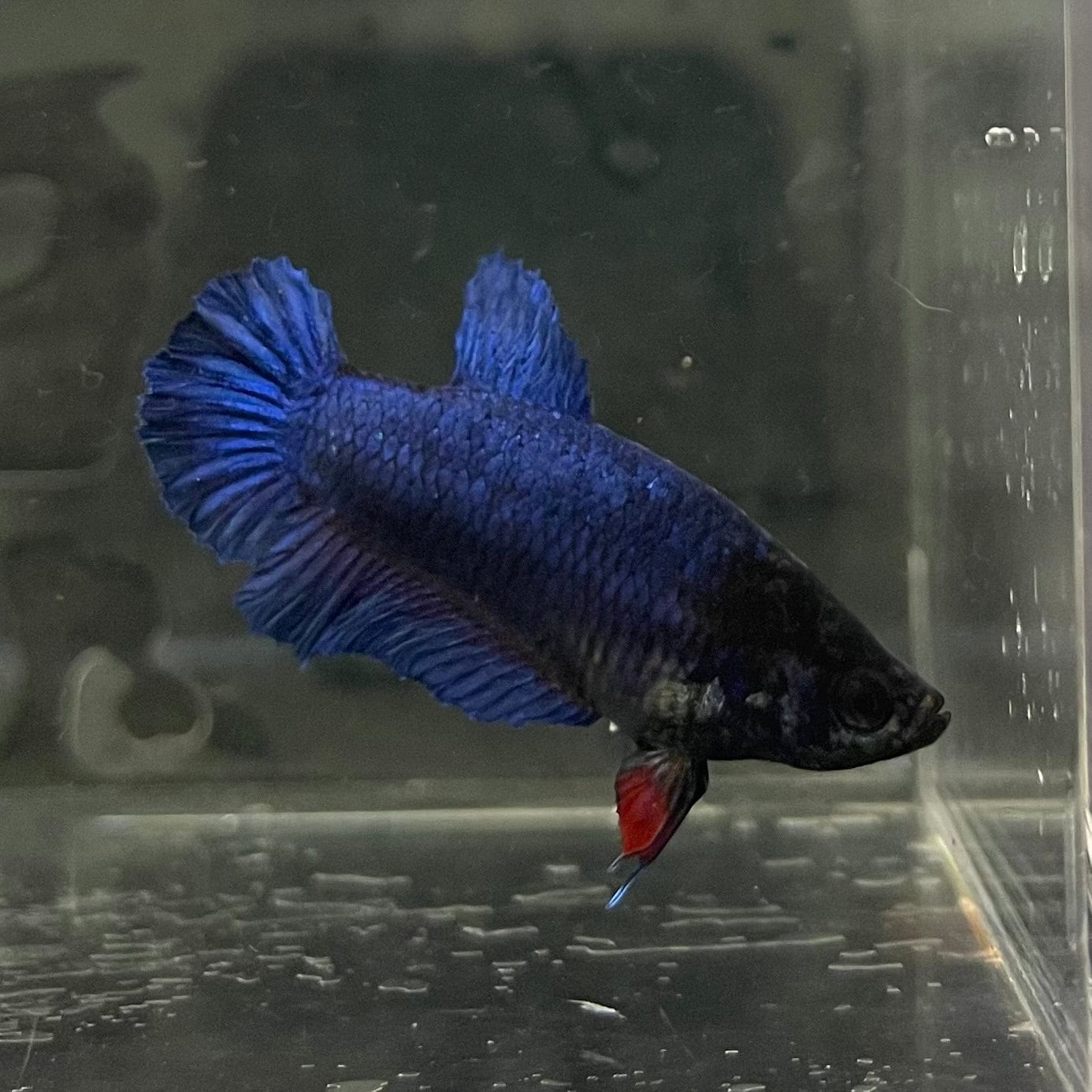 the-fish-farm Female Betta Female Betta - One Only - C Choose your own Female Betta at The Fish Farm Australia