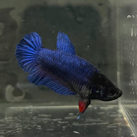 the-fish-farm Female Betta Female Betta - One Only - C Choose your own Female Betta at The Fish Farm Australia