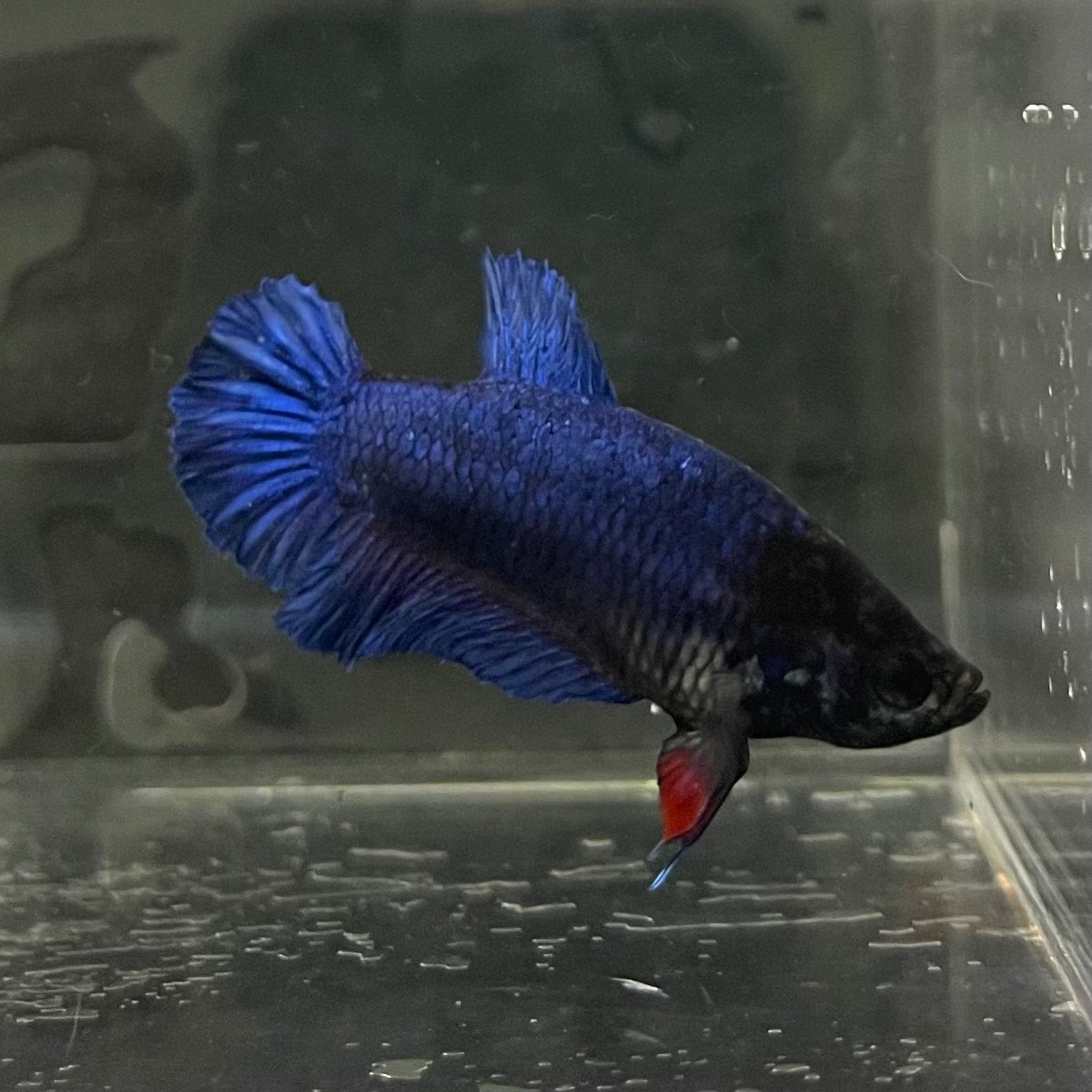 the-fish-farm Female Betta Female Betta - One Only - C Choose your own Female Betta at The Fish Farm Australia