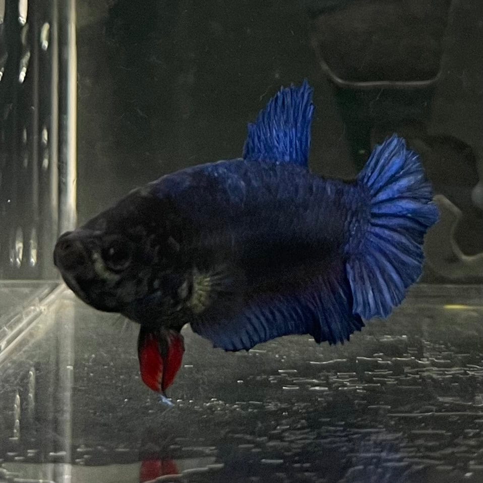 the-fish-farm Female Betta Female Betta - One Only - C Choose your own Female Betta at The Fish Farm Australia