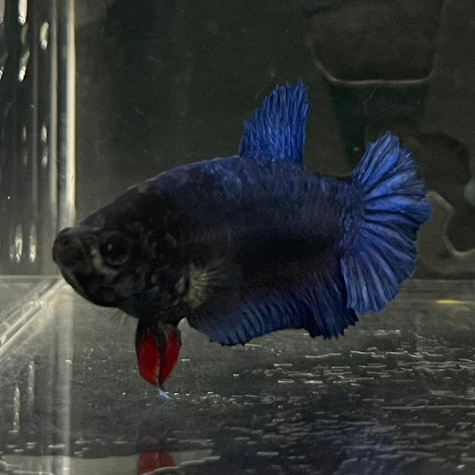 the-fish-farm Female Betta Female Betta - One Only - C Choose your own Female Betta at The Fish Farm Australia