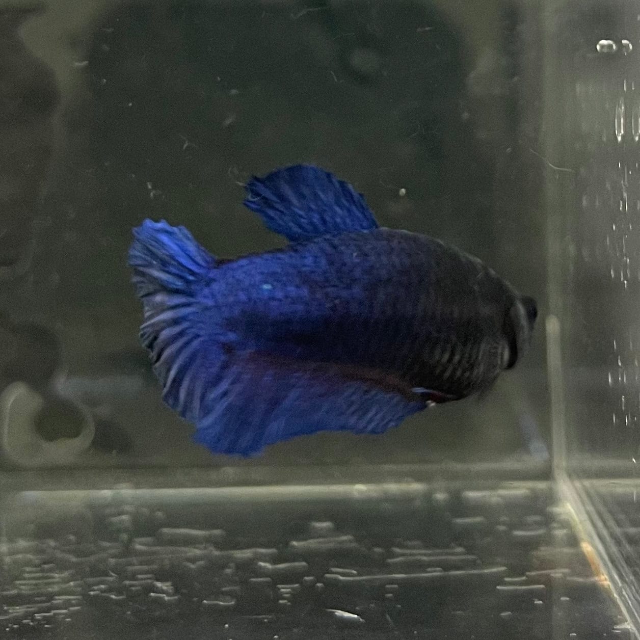 the-fish-farm Female Betta Female Betta - One Only - C Choose your own Female Betta at The Fish Farm Australia